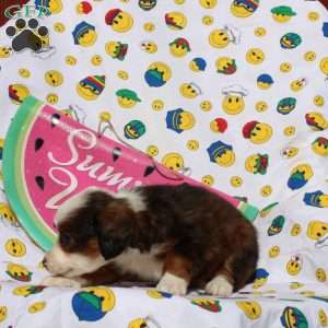 Fisher, Mini Bernedoodle Puppy